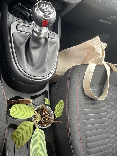 Hyundai Plant holder